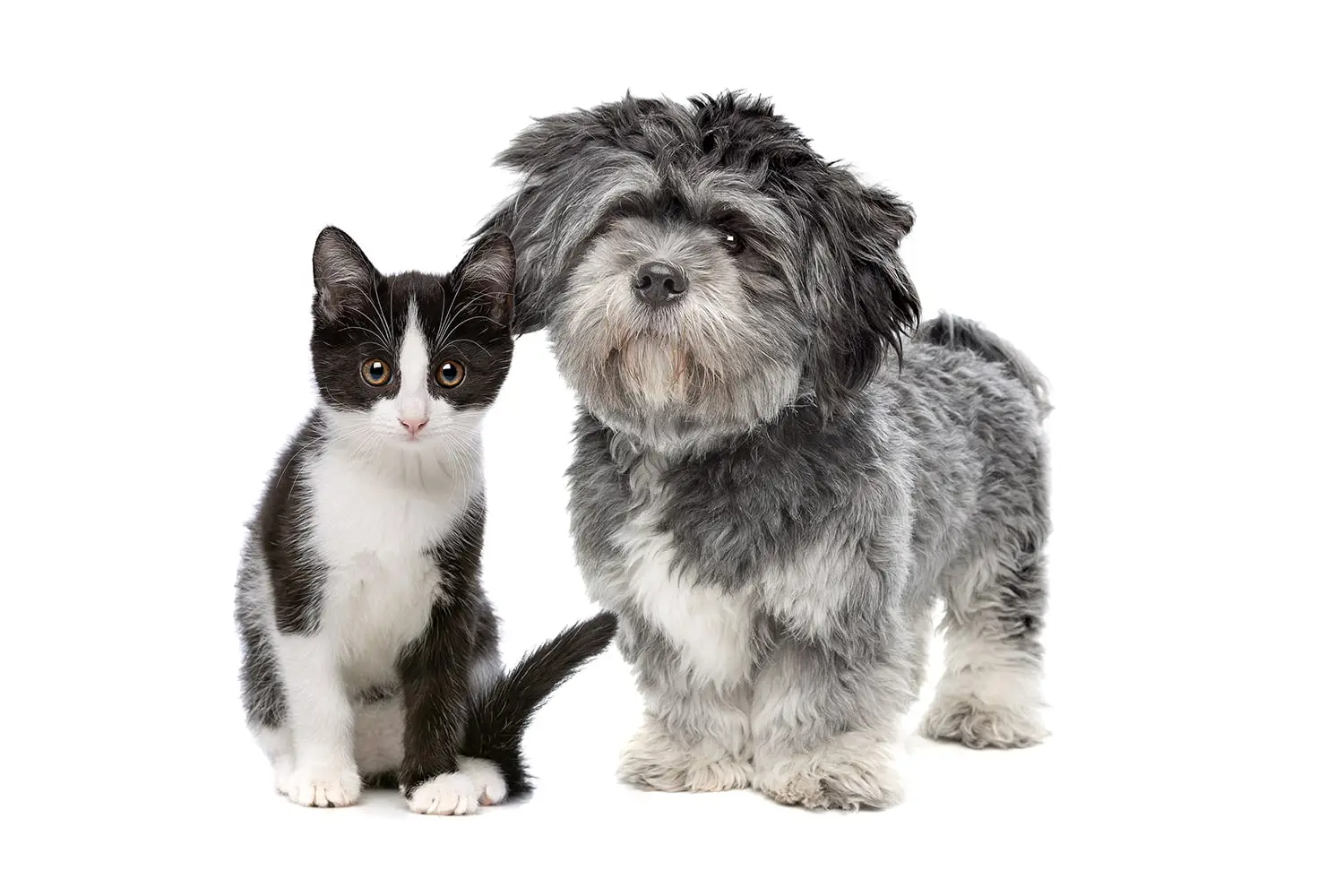 WOWO állatbarát műfű - macska és kutya